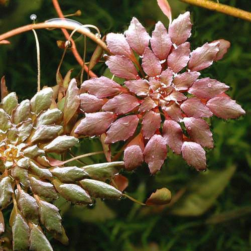 （水草）小ポット　おまかせ寄せ植えミックス（水上葉）（無農薬）（1ポット）