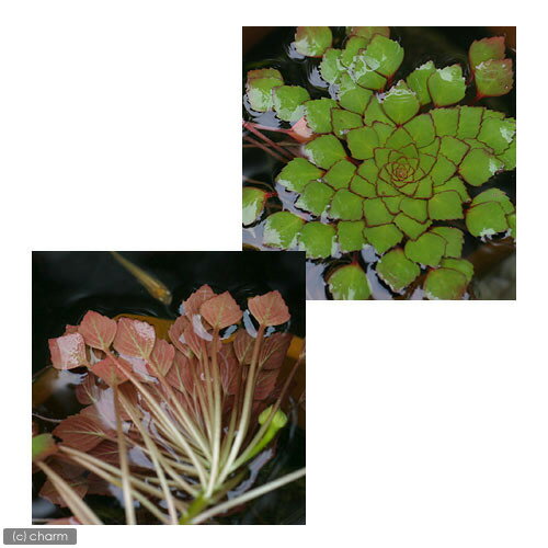 �ʿ���˥�ɥ������������ɥ��ǥ��ʥ���������������ˡ�̵�����ˡ�2����