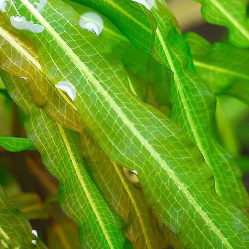 （水草）ササバモ（無農薬）（3本）