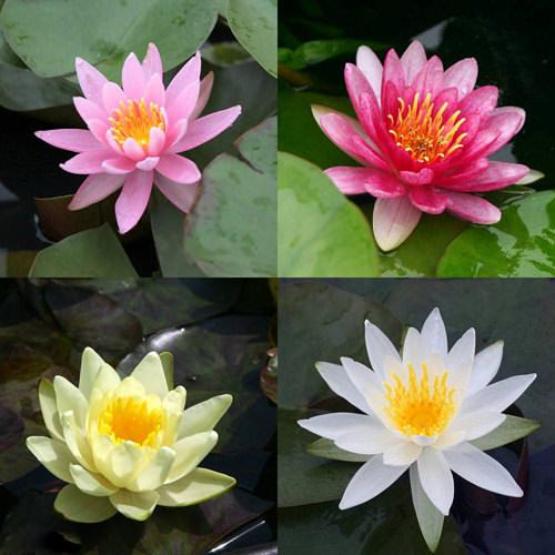 （ビオトープ）睡蓮 温帯性睡蓮（スイレン） 色指定なし（10ポット）