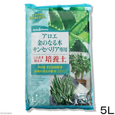 サンスベリア ファーンウッドとは 品種としての特徴と育て方を紹介 2ページ目 Botanica