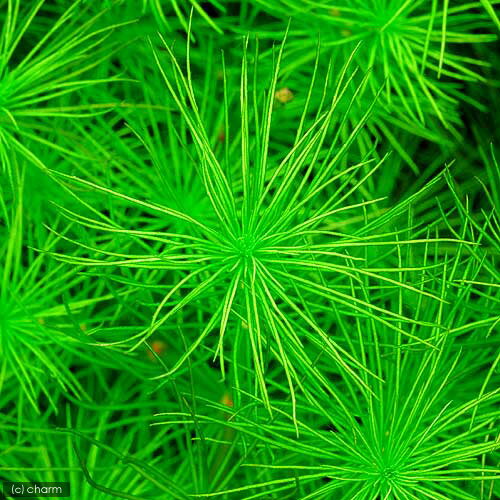 �ʿ���˥ҥɥ��ȥꥱ���ۥåȥ˥ե�����ʿ����աˡ�̵�����ˡ�3�ܡ�