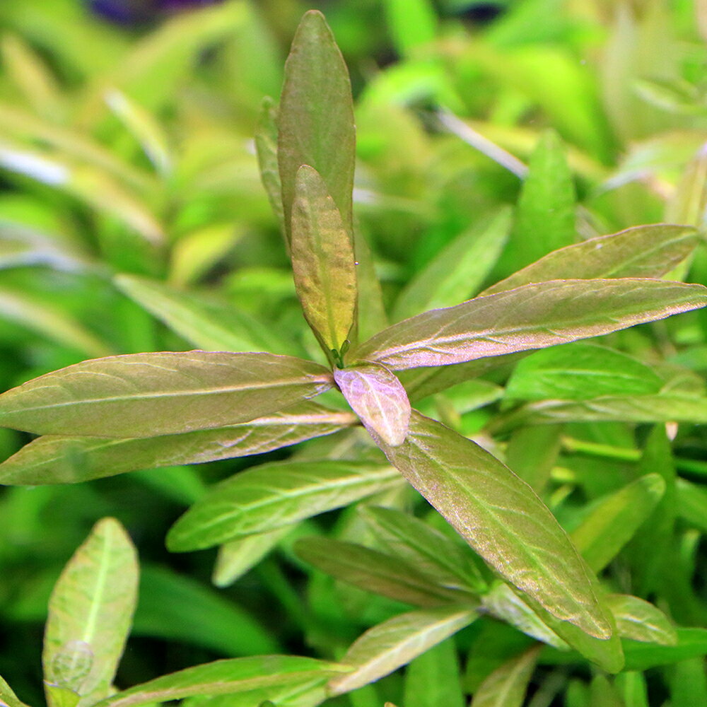 （水草）ハイグロフィラ　ポリスペルマ（無農薬）（5本）　北海道航空便要保温