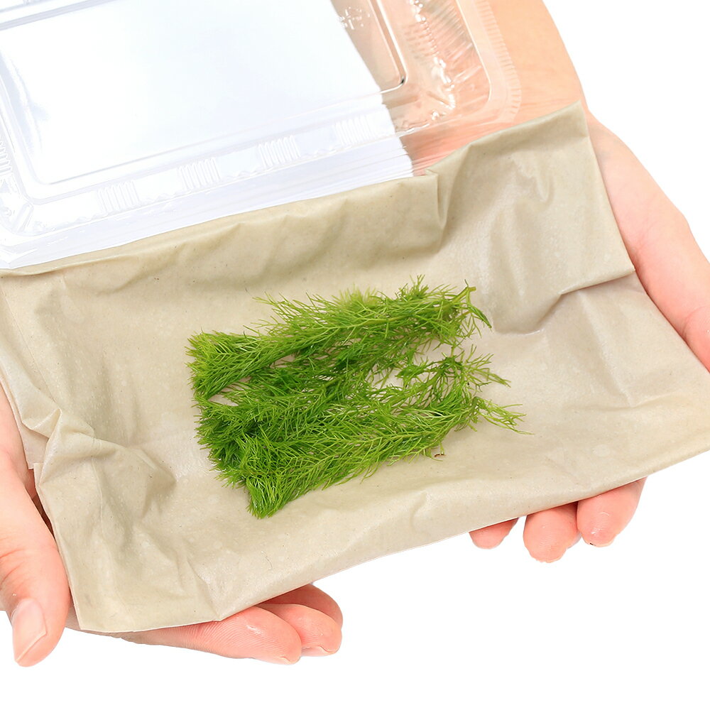 �ʿ���˥ߥꥪ�ե����sp���������ʥɥ�աʿ����աˡ�̵�����ˡ�5�ܡ�