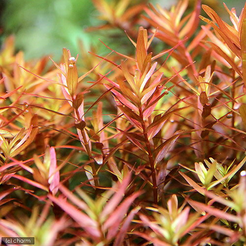 �ʿ���˥����顡���ȥ�ǥ��ե��ꥢ�������饿�ʿ����աˡ�̵�����ˡ�5�ܡ�