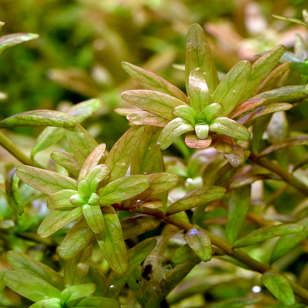 （水草）アナカリス（10本）無農薬　スネールなし　【トリミング セット 冬 種 栄養 アクアリウム 水槽 メダカ 熱帯魚】