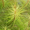 (水草)ロタラ ナンセアン(水中葉)(無農薬)(5本)