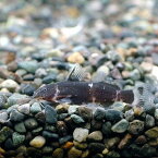 （熱帯魚）ミクロシノドンティス・バテシィ（1匹）　北海道・九州航空便要保温