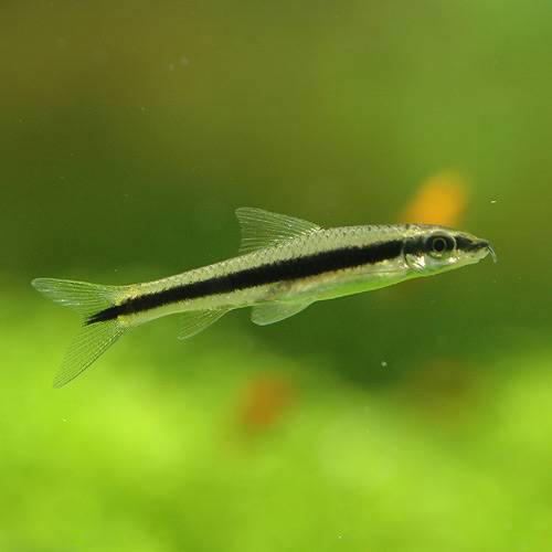 （熱帯魚）サイアミーズ・フライングフォックス（2匹）　北海道・九州航空便要保温