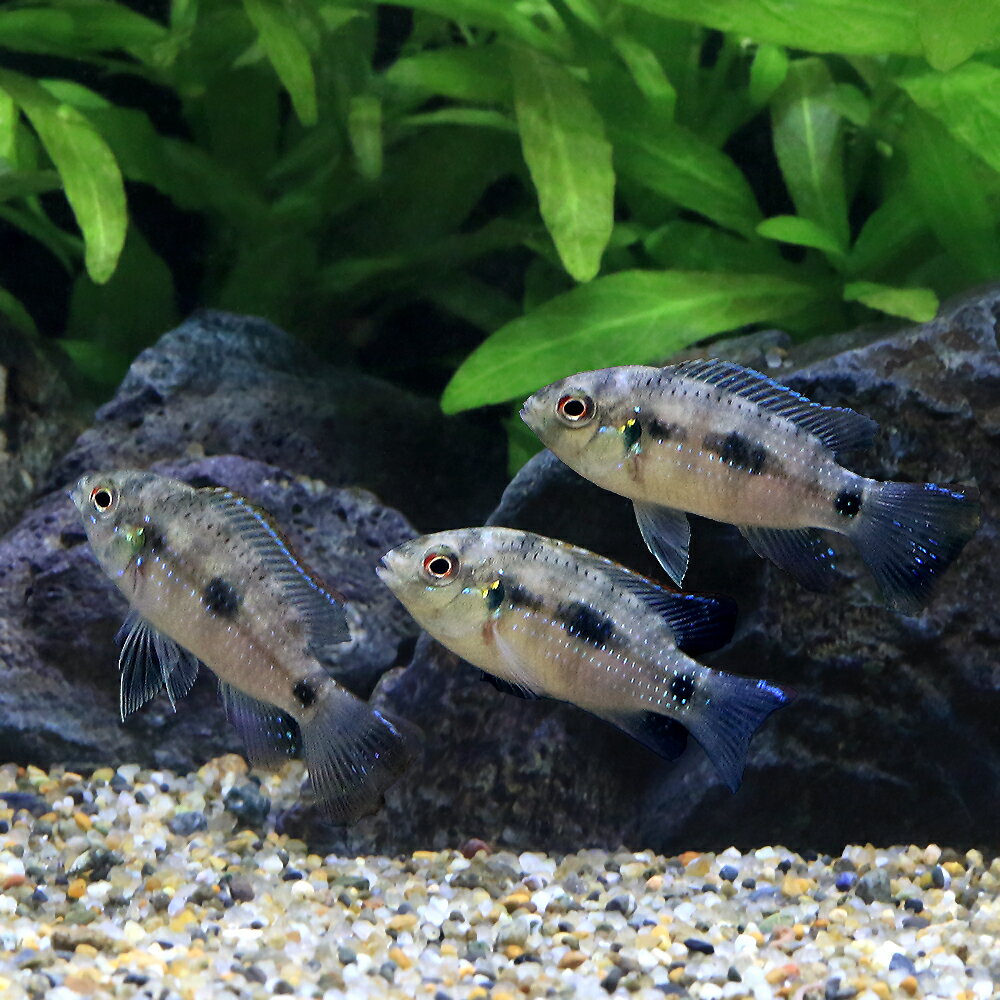 楽天市場 熱帯魚 アノマロクロミス トーマシー 2匹 北海道航空便要保温 Charm 楽天市場店 未購入を含む みんなのレビュー 口コミ