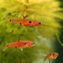 (熱帯魚)ボララス・マキュラータ(10匹) 北海道・九州航空便要保温