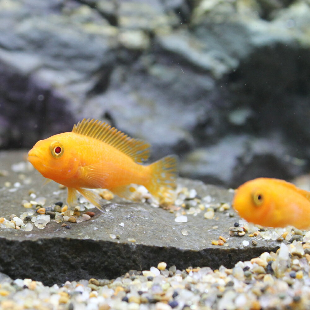（熱帯魚）オレンジゼブラ・シクリッド（4匹）　北海道・九州航空便要保温