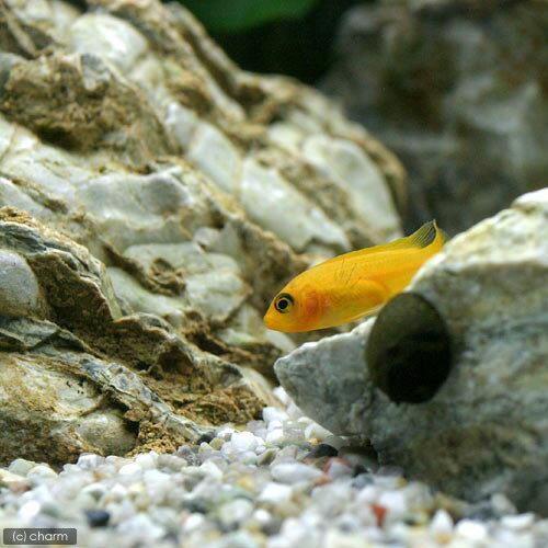 （熱帯魚）オレンジゼブラ・シクリッド（4匹）　北海道・九州航空便要保温