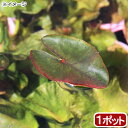 (ビオトープ)水生植物 河骨 オグラコウホネ(巨椋河骨)(1ポット) 浮葉植物