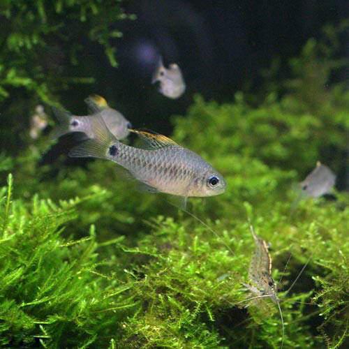 （熱帯魚）ドレイプトフィン・バルブ（2匹）　北海道・九州航空便要保温