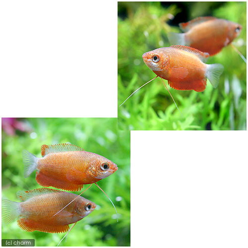 （熱帯魚）レッド・グラミー（3匹）　北海道航空便要保温