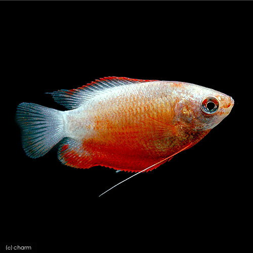 （熱帯魚）レッド・グラミー（3匹）　北海道航空便要保温