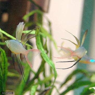 (熱帯魚)ニューギニアレインボー(4匹) 北海道・九州・沖縄航空便要保温