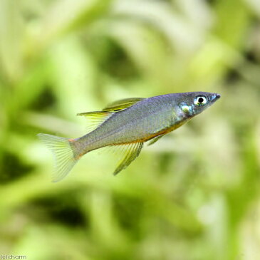 (熱帯魚)ニューギニアレインボー(4匹) 北海道・九州・沖縄航空便要保温
