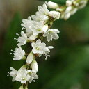 (ビオトープ)水生植物 シロバナサクラタデ(1ポット)湿性植物