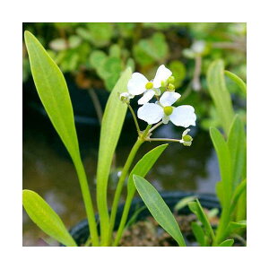 （ビオトープ）水辺植物　ナガバオモダカ（サジタリアグラミネア）（1ポット）抽水植物【HLS_DU】