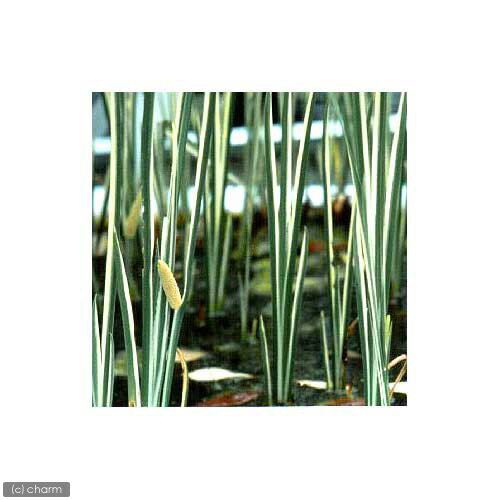 （ビオトープ）水辺植物　菖蒲　斑入りニオイショウブ（1ポット）　湿性植物