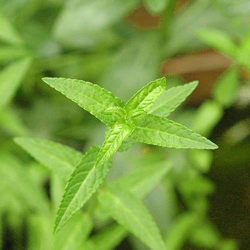 （ビオトープ）水生植物　シロネ（1ポット）　湿生植物（休眠状態）