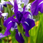 （ビオトープ）水辺植物　カキツバタ　羅生門（ラショウモン）紫花（1ポット）（休眠株）【HLS_DU】