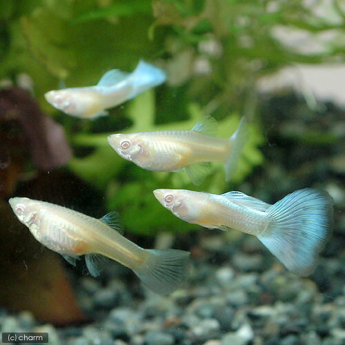 ��Ǯ�ӵ���RREA���������ޥ��ͥ���ʥȥѡ����ˡ����åԡ��ʹ񻺥��åԡ��ˡ�1�ڥ��ˡ��̳�ƻ���彣�Ҷ������ݲ�