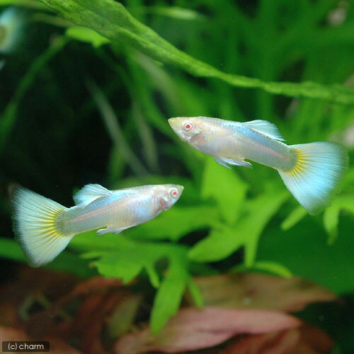 熱帯魚・エビ他 グッピー