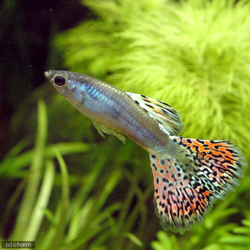 （熱帯魚）フルメタルグラス・グッピー（国産ブリード）（1ペア）　北海道・九州・沖縄航空便要保温