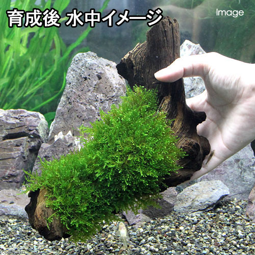 （水草）巻きたて　ジャイアント南米ウィローモス　流木　Lサイズ（約25cm）（水中...