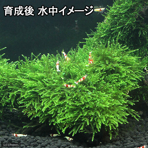 （水草）巻きたて　ジャイアント南米ウィローモス　流木　Lサイズ（約25cm）（水中...