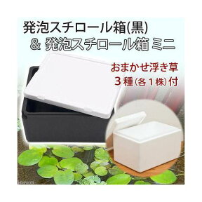 （浮草）発泡スチロール箱（黒）＆発泡スチロール箱ミニ　おまかせ浮き草3種（各1株）付きセット　本州四国限定　お一人様1点限り