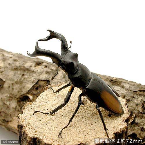 （昆虫）（オス単品）セアカフタマタクワガタ　スマトラ　ジャンビー産　成虫　WD55〜59mm（1匹）　北海道・九州航空便要保温