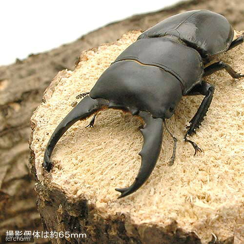 （昆虫）ユーリケファルスヒラタクワガタ　ジャワ産　幼虫（初〜2令）（1匹）