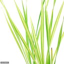 (山野草)フイリコガマ(斑入り小蒲)(1ポット)