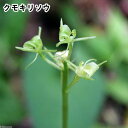 (山野草)クモキリソウ(蜘蛛切草) 3号(1ポット)