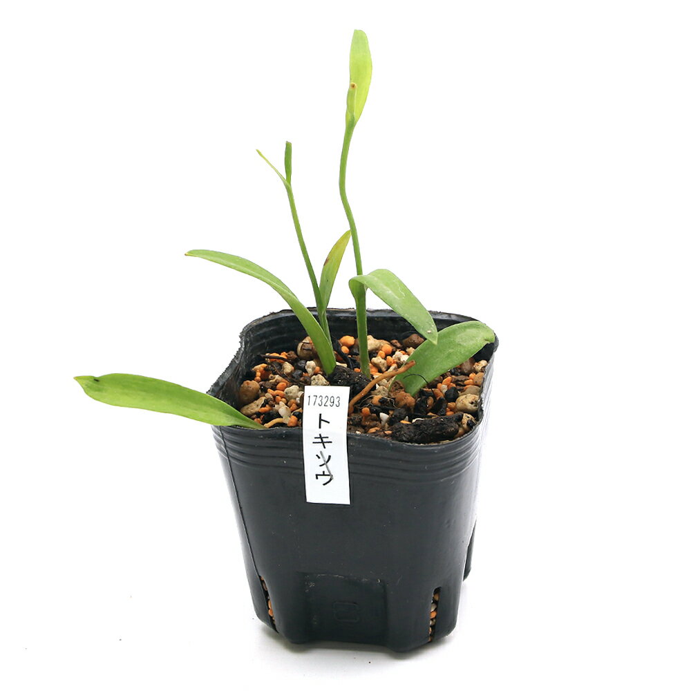 トキソウの育て方 | 植物ノート