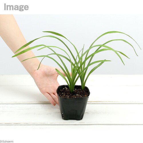 （ビオトープ）水生植物　ヤブカンゾウ　3．5号（1ポット）　湿生植物