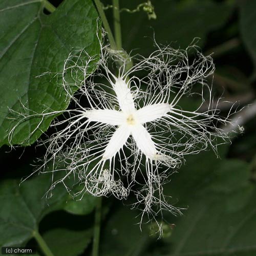 カラスウリって食べれるの 基本情報と育て方まとめ 植物図鑑 暮らし の