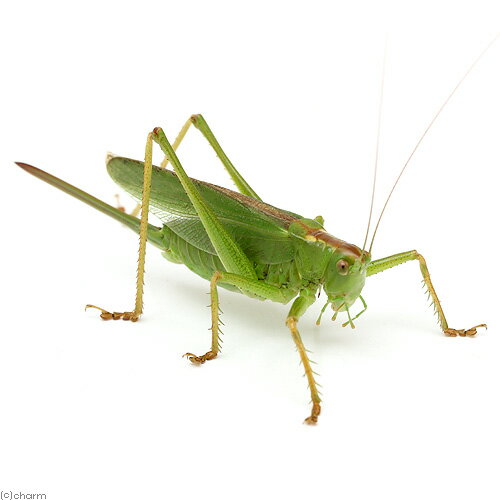 （昆虫）ナミヤブキリ　群馬県産　成虫（WC個体）　メス（1匹）のサムネイル