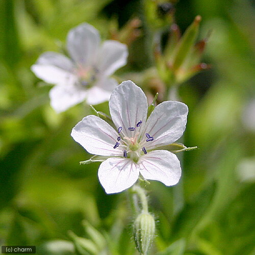 （山野草）ゲンノショウコ（現の証拠）　3号（1ポット）（休眠状態）のサムネイル