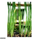 (山野草)ニオイショウブ(香り菖蒲)(1ポット)