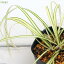 (ビオトープ)水辺植物 斑入りカンスゲ(ベアグラス 斑入り寒菅) 3号(1ポット) 湿性植物(休眠状態)