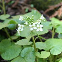 （山野草）山菜　ワサビ（山葵）　