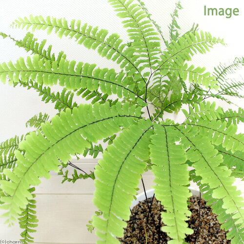 （山野草）シダ（羊歯）クジャクシダ（孔雀羊歯）3号（1ポット）（Adiantum　pedatum）宿根草（）