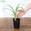 (ビオトープ)ヘメロカリス 品種・花色おまかせ(1ポット)