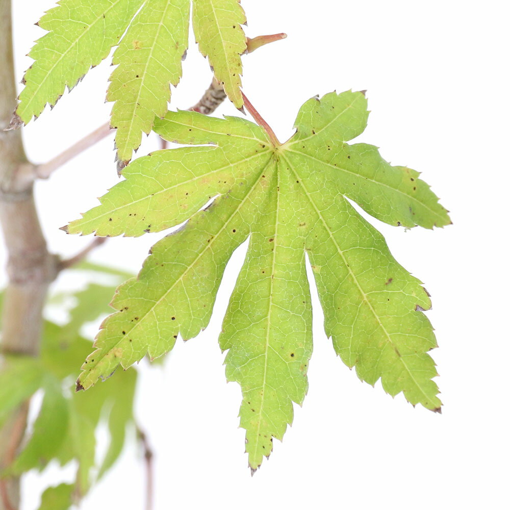 （山野草）盆栽 品種系モミジ コハウチワカエデ（板屋名月 イタヤモミジ） 3号（1ポット）（休眠状態）