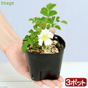 (山野草)テリハノイバラ(照葉野茨) 3号(3ポットセット)